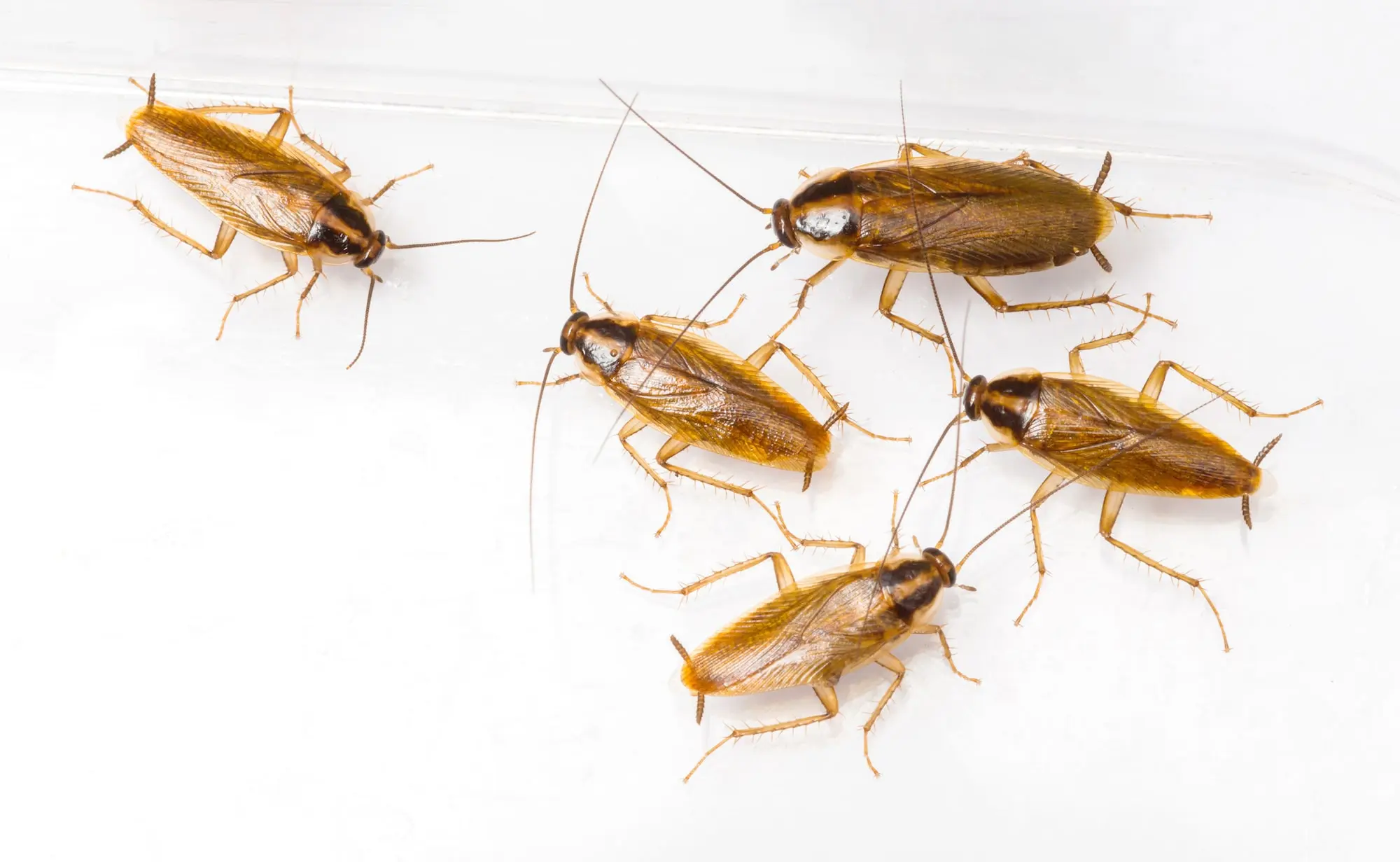 Port St Lucie german cockroaches exterminator