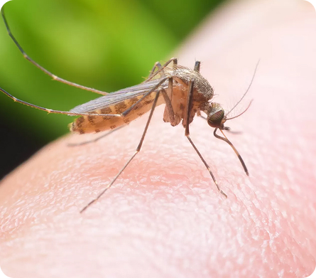 mosquitos