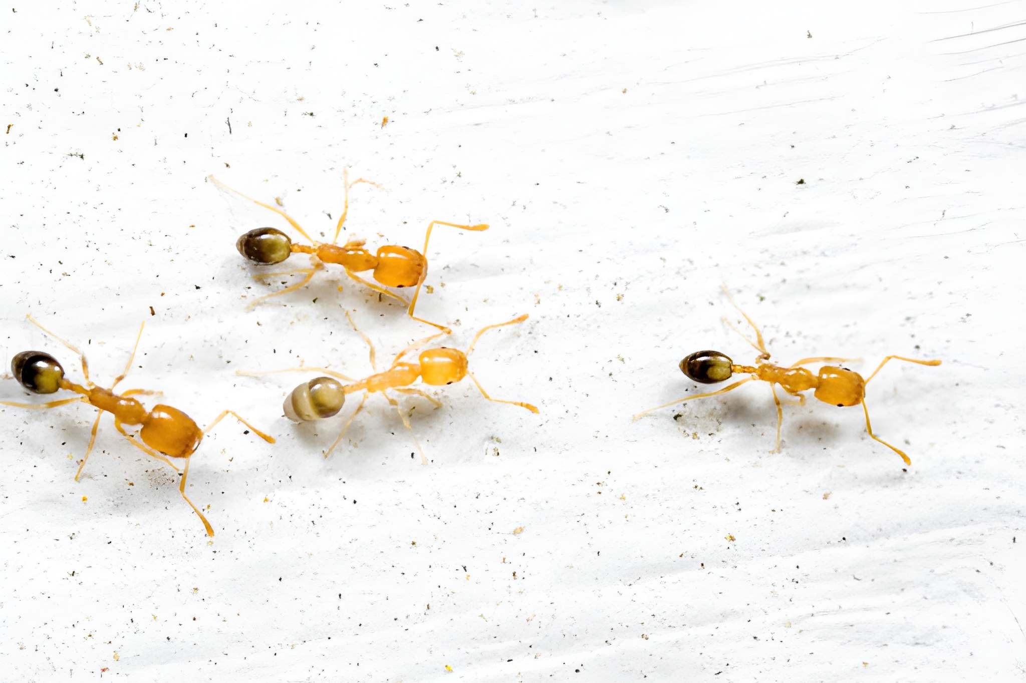 Close-up of ghost ants with pale bodies and dark heads crawling on a white surface—highlighting the need for a ghost ant exterminator West Vero Corridor FL to stop indoor infestations