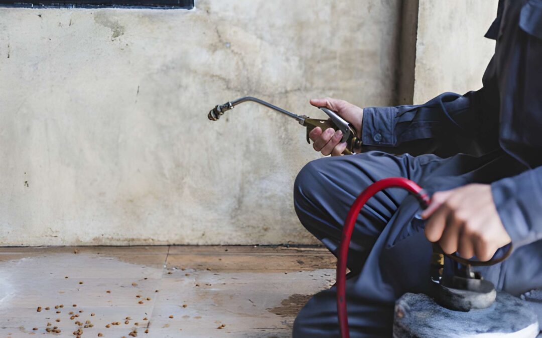 Choosing The Right Ant Exterminator Vero Beach FL For Homes And Condos