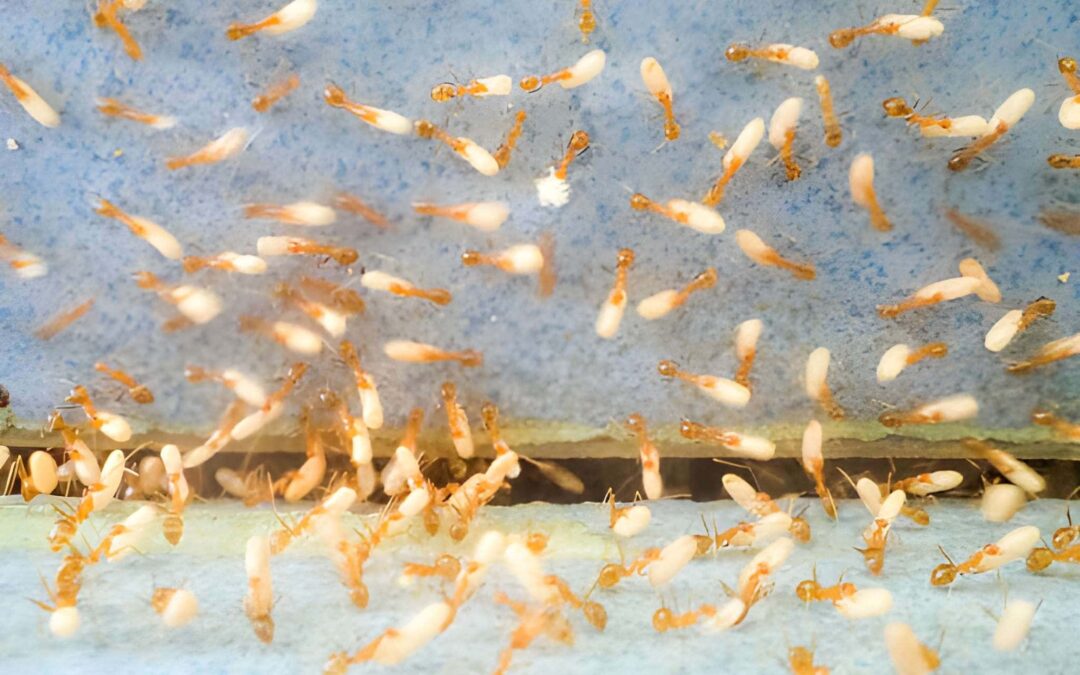 Comparing DIY Vs Professional Ghost Ant Exterminator Hobe Sound FL Solutions