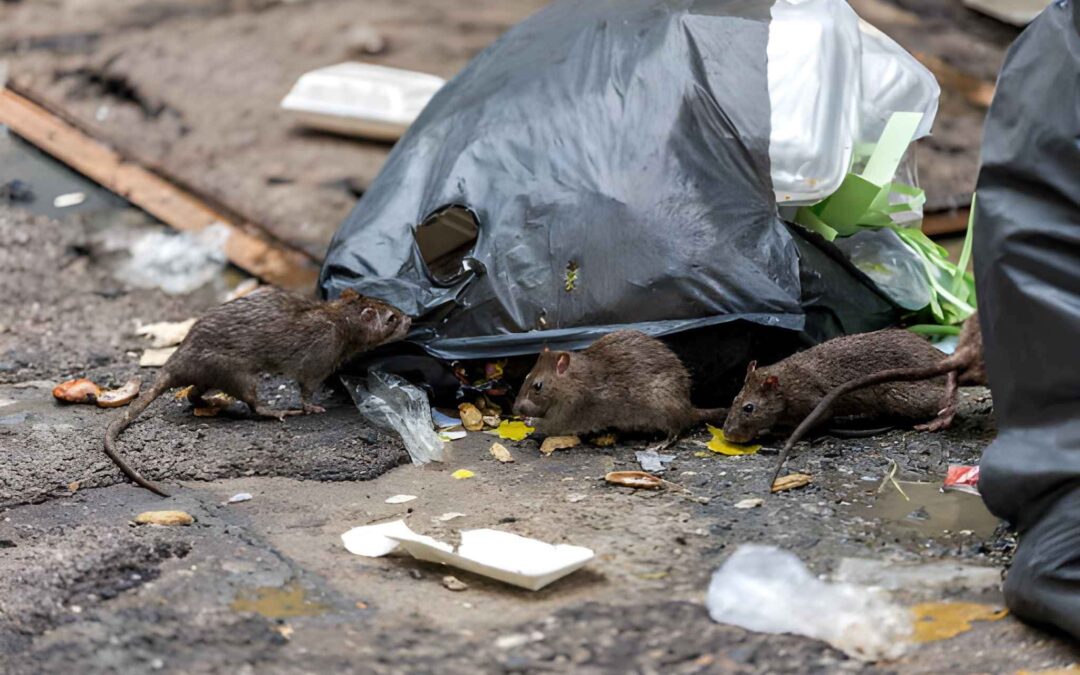 How Fast Can Rodent Control Services Near Me Solve An Infestation