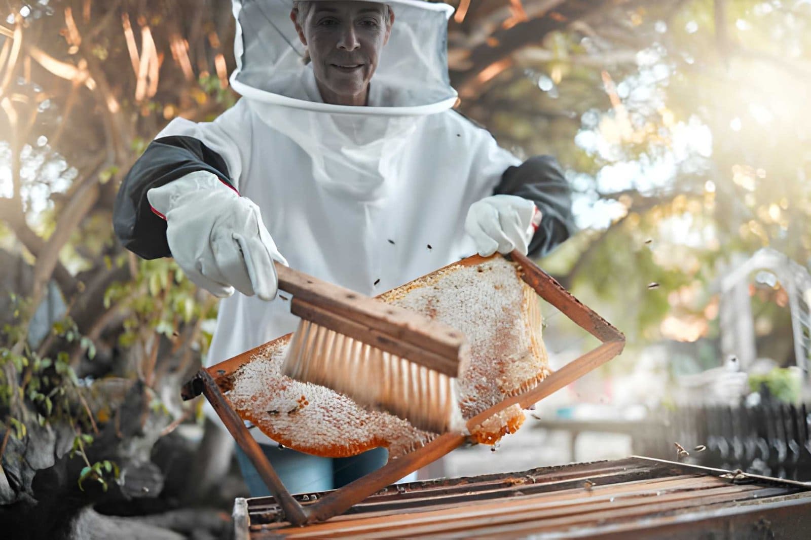 Bee removal near me—beekeeper brushing bees off honeycomb frame outdoors.