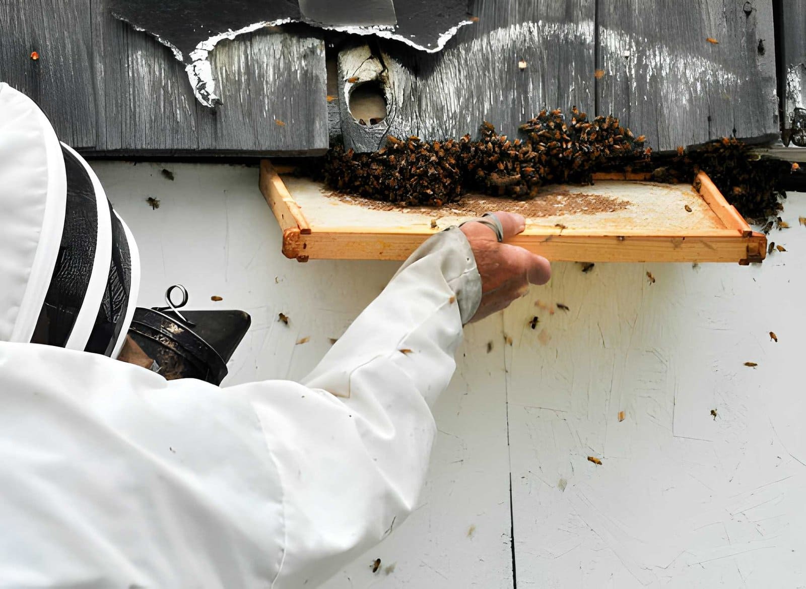 Bee removal near me—beekeeper using smoker to manage hive inside damaged wall.