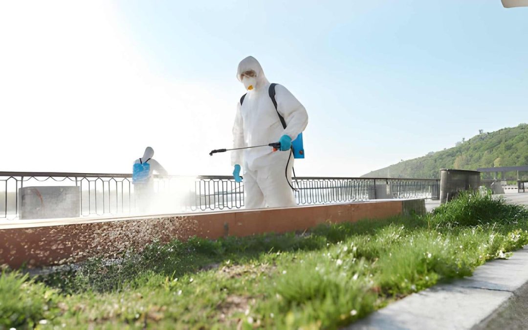 Pest Control Vero Beach FL Services That Shield Waterfront Properties From Termites