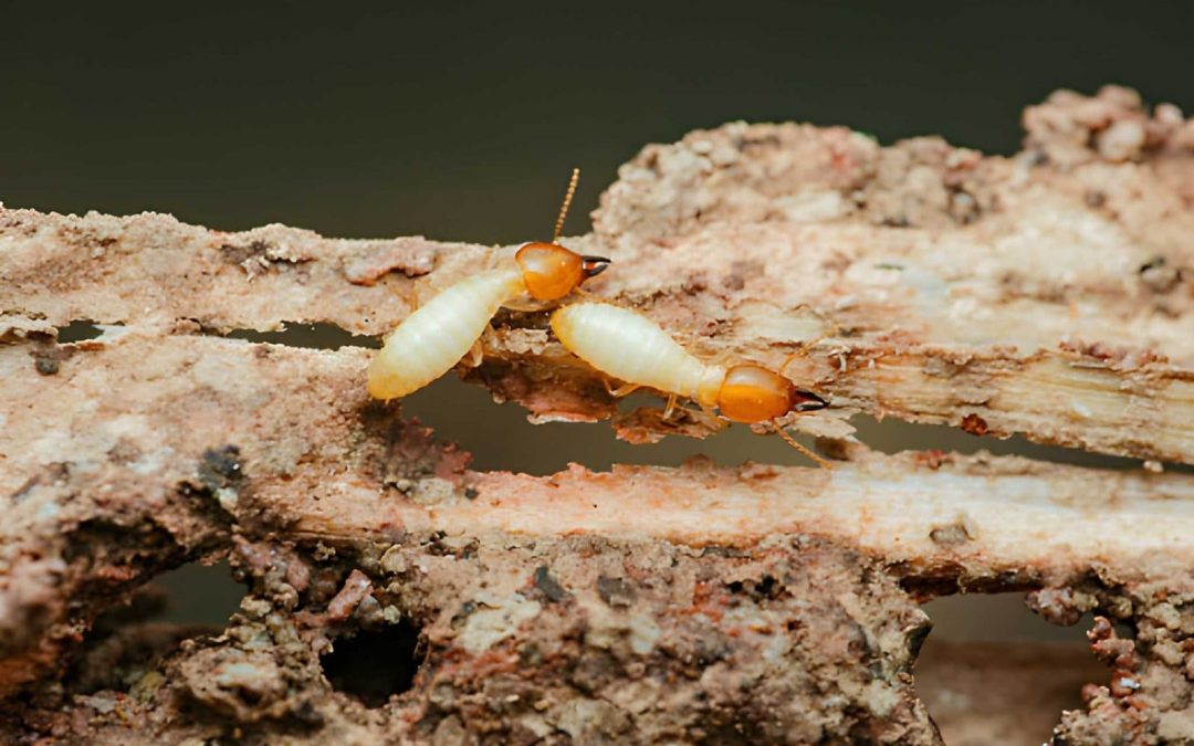 Can a Termite Inspection Near Me Detect Hidden Damage Behind Walls