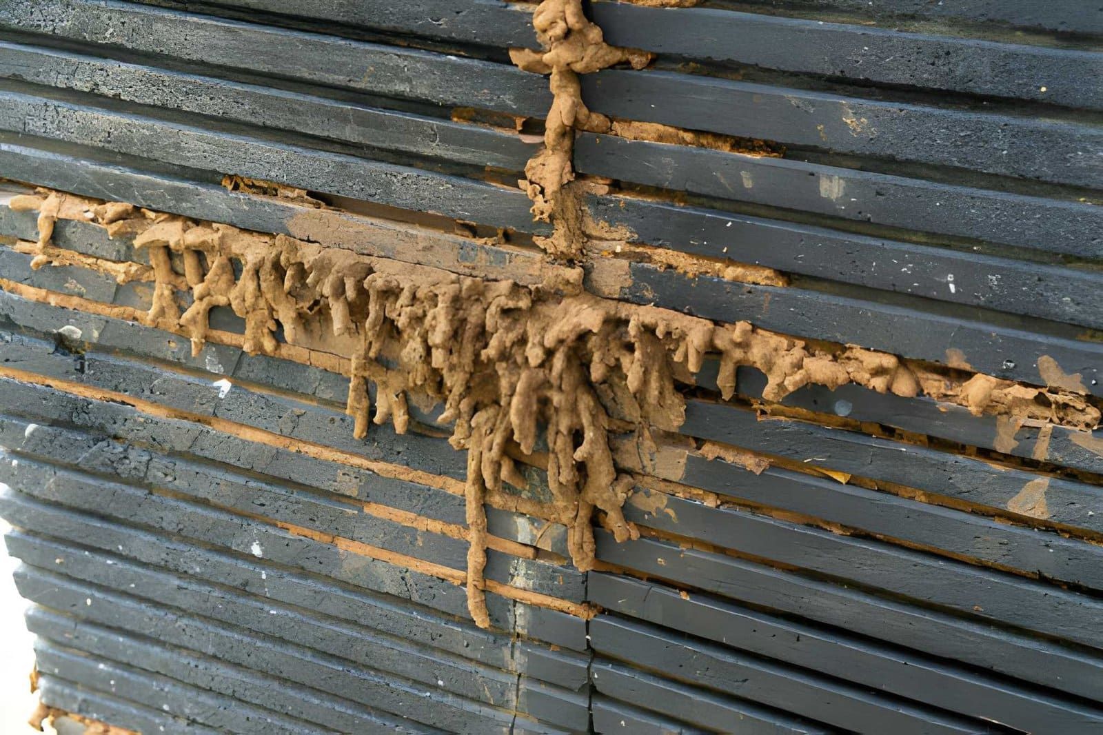 Termite inspection near me—mud tubes across black slats showing active termite infestation and damage.