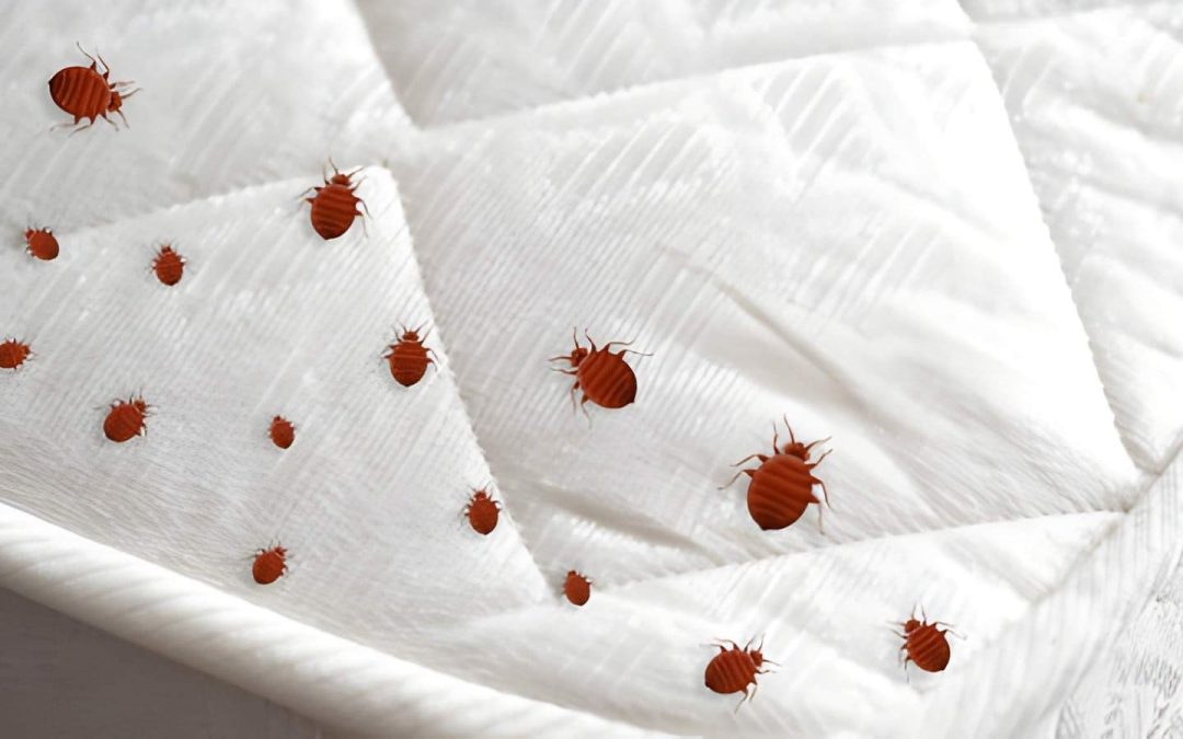 How Does Bed Bug Extermination Port St Lucie Protect Your Family’s Health?
