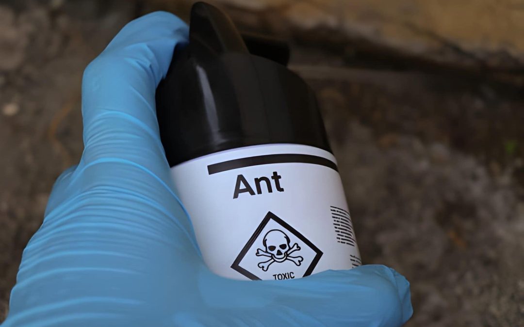 Why Choose Ant Control Services in Stuart Over DIY Solutions?