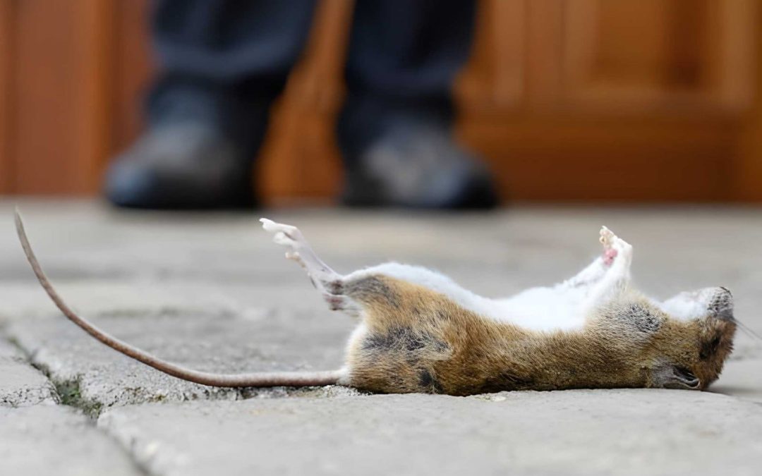 When Do Seasonal Rains Make Vero Beach Rodent Control Services Most Urgent?