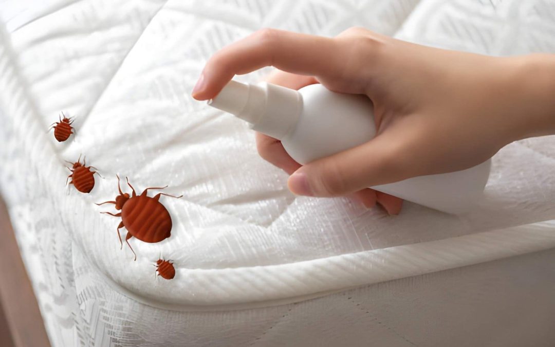 What Makes Bed Bug Treatment Services in Port St Lucie Different From General Pest Control