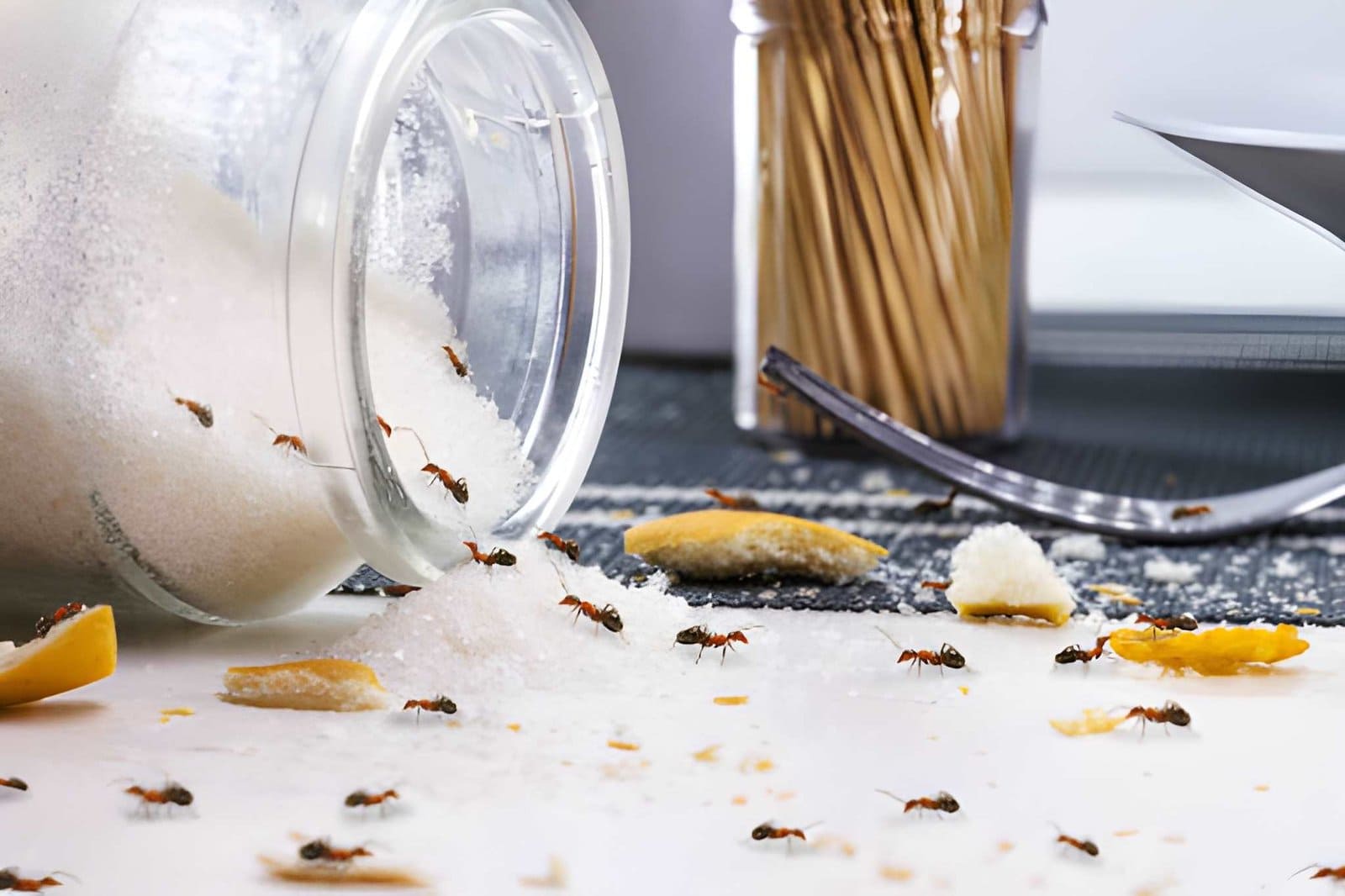 Florida Ant Control ants crawling around spilled sugar jar on kitchen surface.