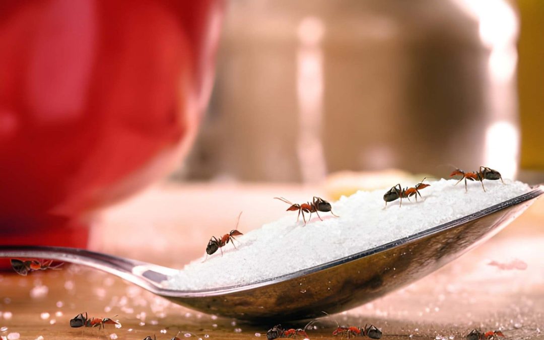 Why Is St Petersburg Florida Ant Control Essential for Protecting Food and Health?