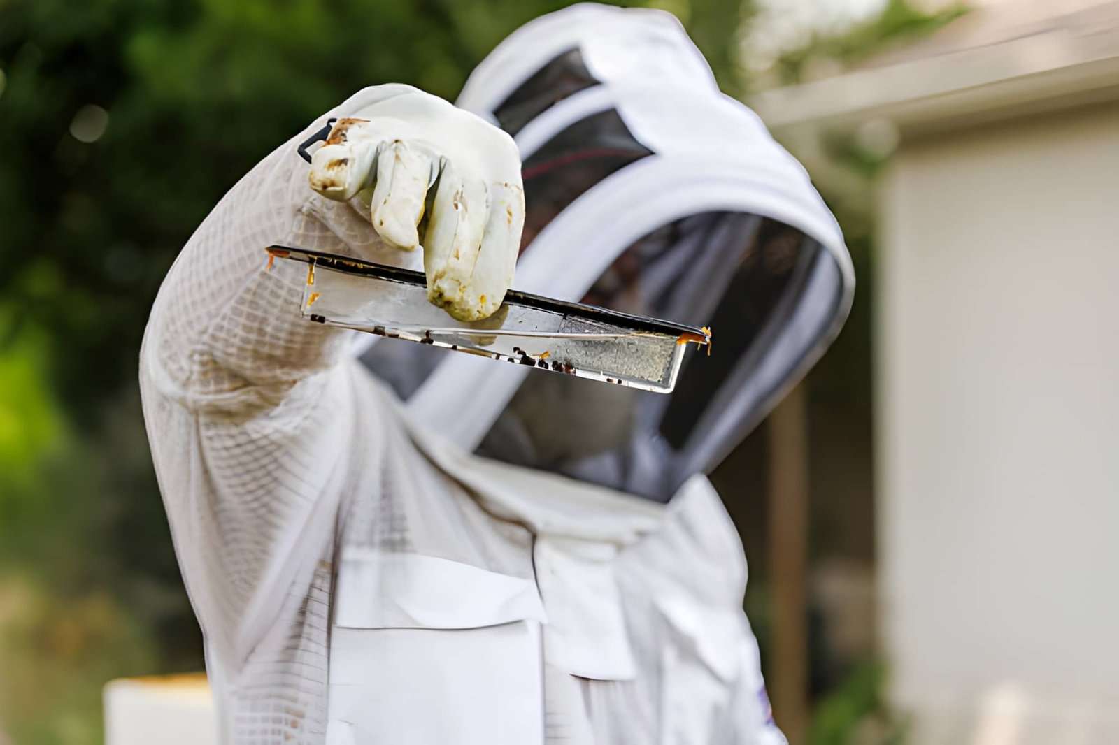 Beekeeper offering Treasure Coast bee removal services holding up a clear queen bee cage in full protective gear.